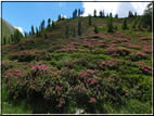 foto Malga Val Cion